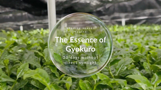 The Art of Shading - How Light Shapes the Essence of Gyokuro