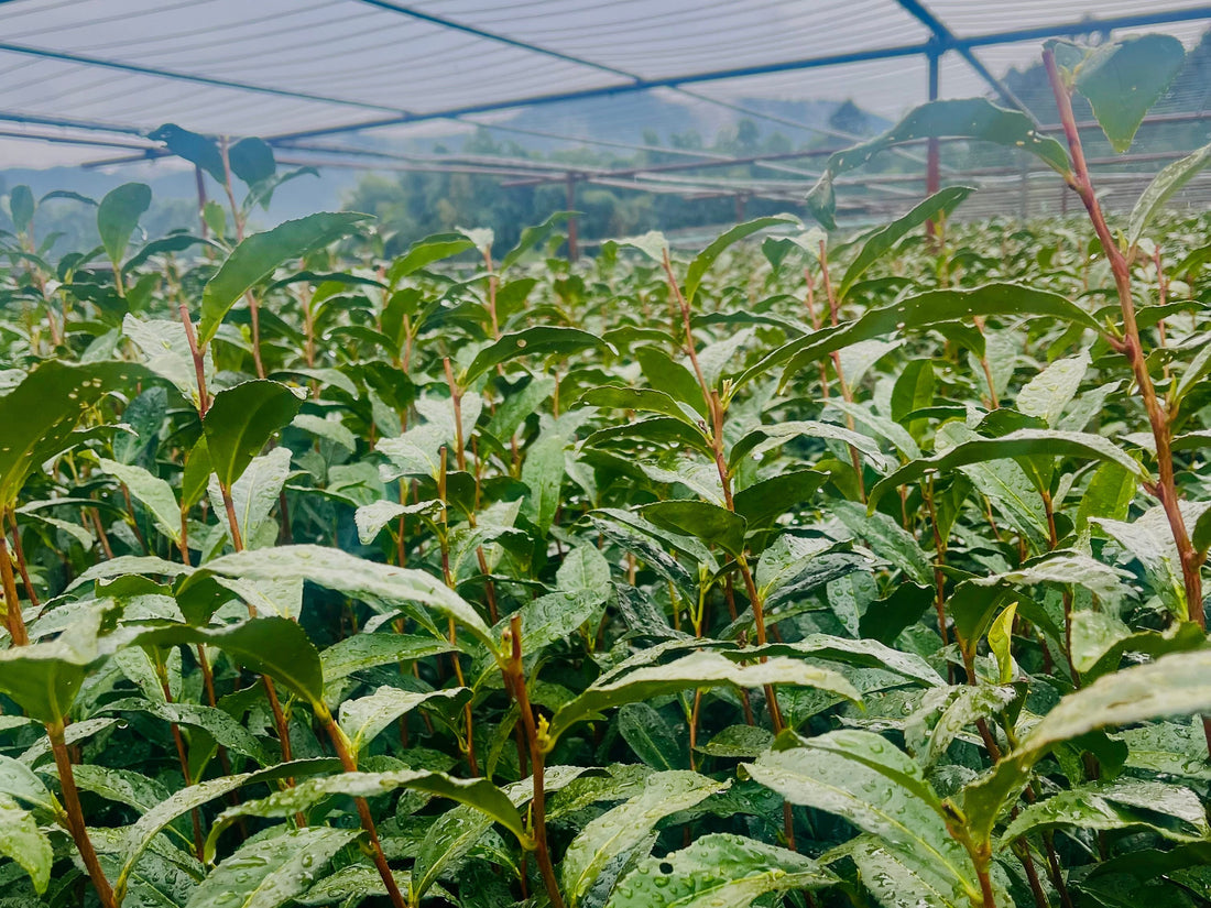 Uncovering the Secrets of Gyokuro: How KANOA Elevates Its Flavor
