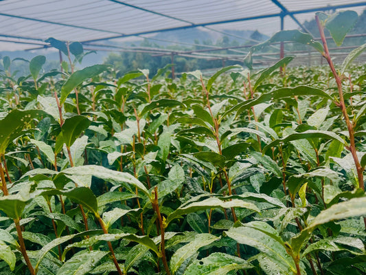 Uncovering the Secrets of Gyokuro: How KANOA Elevates Its Flavor