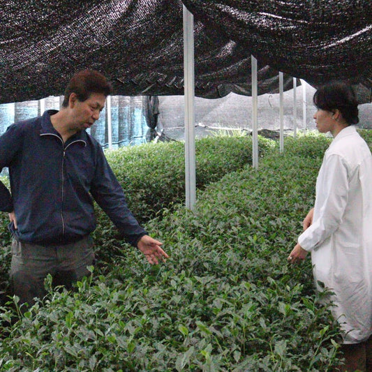 Why Traditional Handpicked Hon-Gyokuro Is Becoming Increasingly Rare
