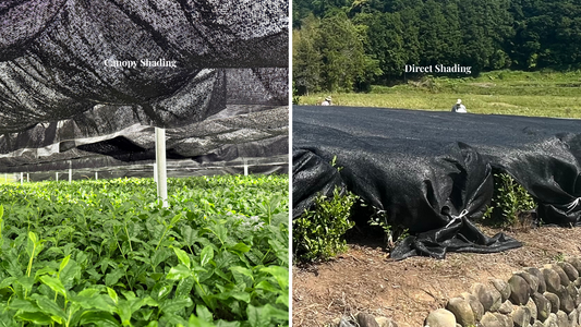 Beyond the Shade: Why 30-Day Canopy Shading Creates Exceptional Gyokuro